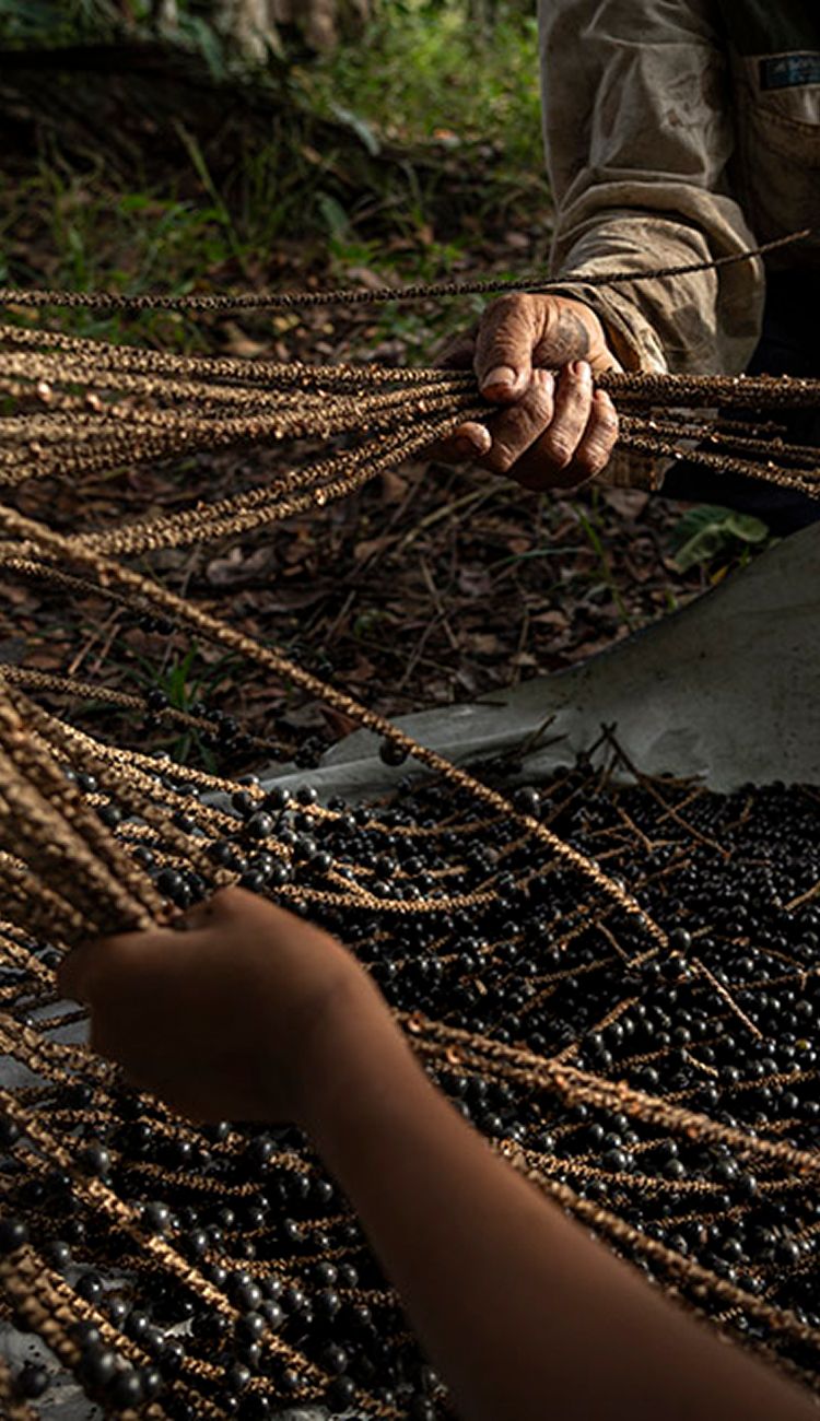 Colheita de Açai