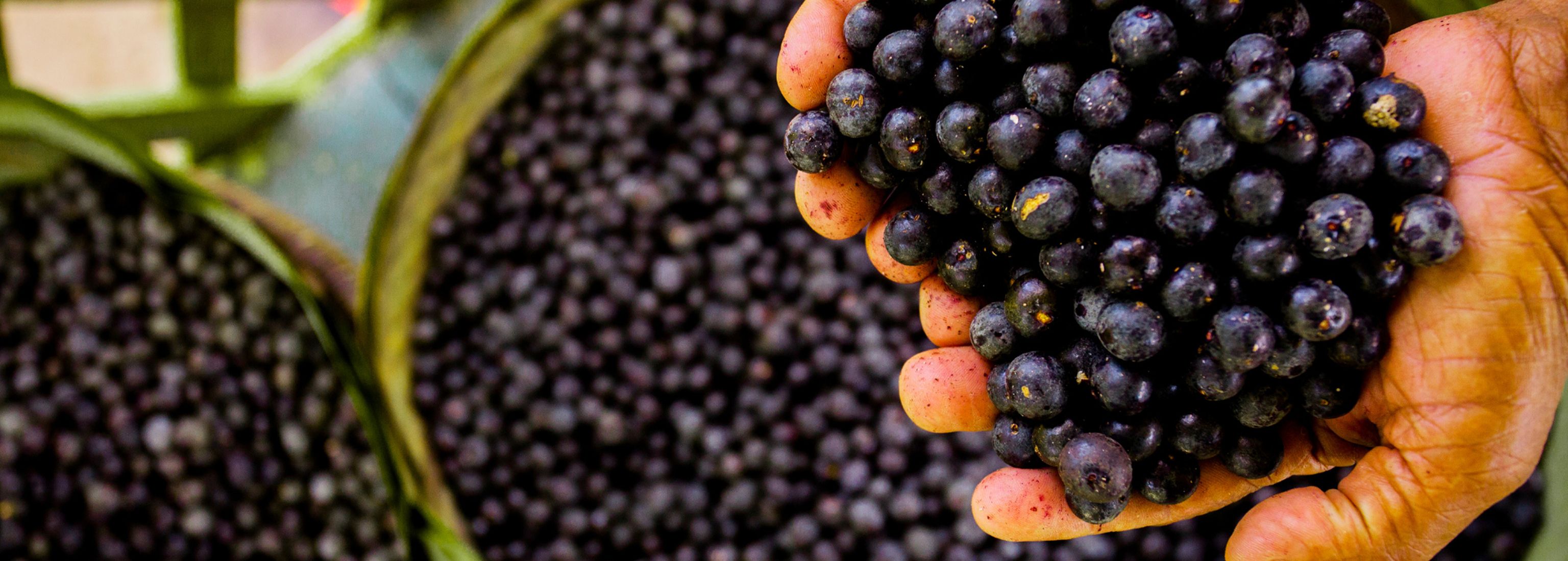 Açaí Paraense: o verdadeiro sabor da Amazônia para o seu negócio